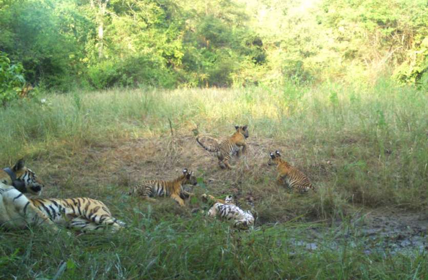monitoring of tigers via watch towers in buffer zones in panna tiger टाइगर रिजर्व के बफर जोन में भी वॉच टॉवर बनाकर बाघों की करेंगे निगरानी