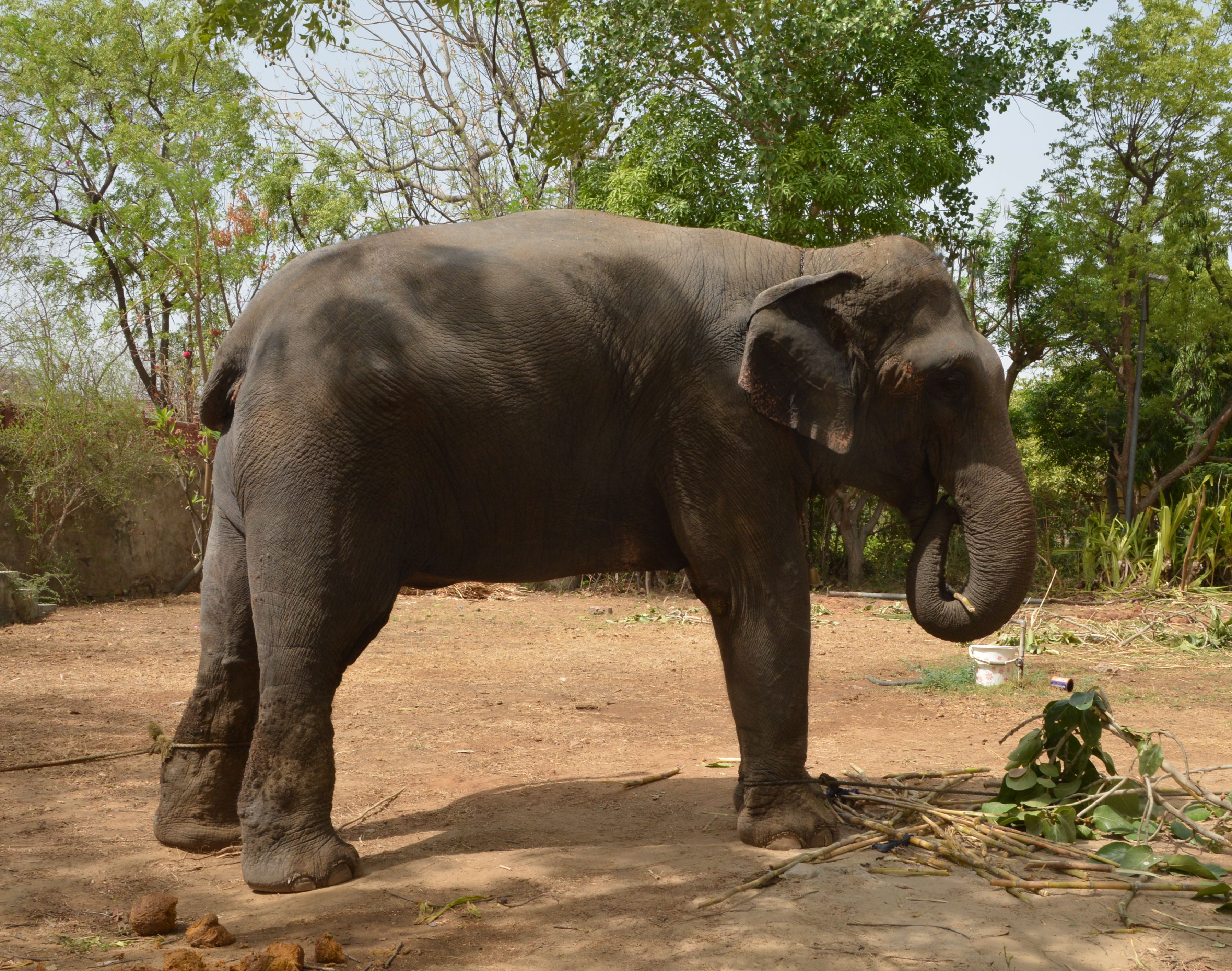 elephant capture in ajmer हथिनी रोज चूना लगा रही थी विभाग को, अब वापस लौटाना पड़ेगा मालिक को.....