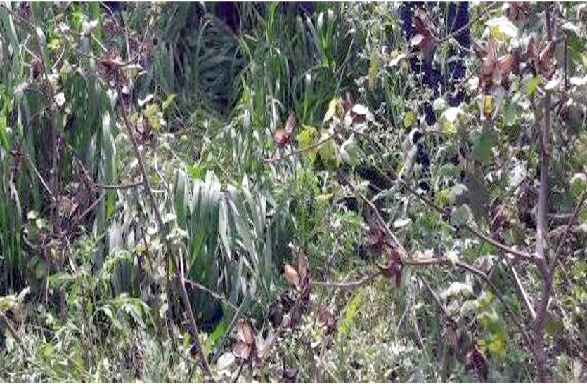 Wild animals harvesting four times जंगली जानवर फसल कर रहे चौपट