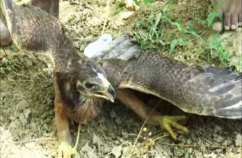 himalayan vultures डाकुओं की पनाहगाह रहे चंबल घाटी बना हिमालयन गिद्धों का बसेरा