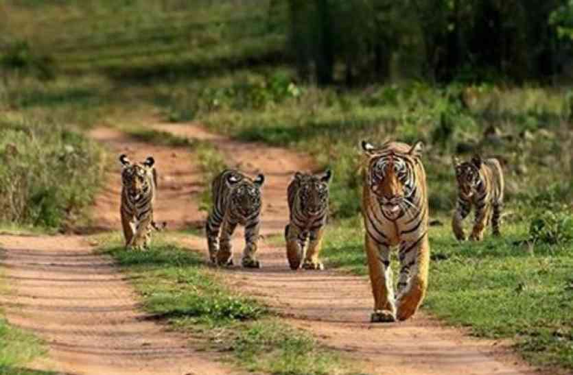 Wildlife Conservation Week will be celebrated from October 1, Share th एक अक्टूबर से मनाया जाएगा वन्य-प्राणी संरक्षण सप्ताह , स्कूली बच्चों के साथ साझा करेंगें अनुभव