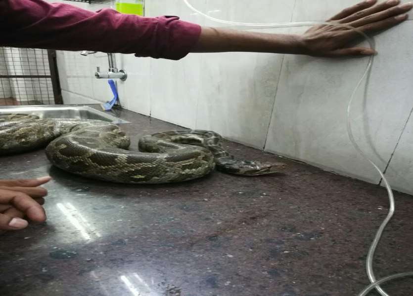 python operation