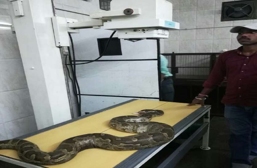 python operation क्या आपने देखा है एक जख्मी अजगर का ऑपरेशन, देखिए ऑपरेशन का Live Video