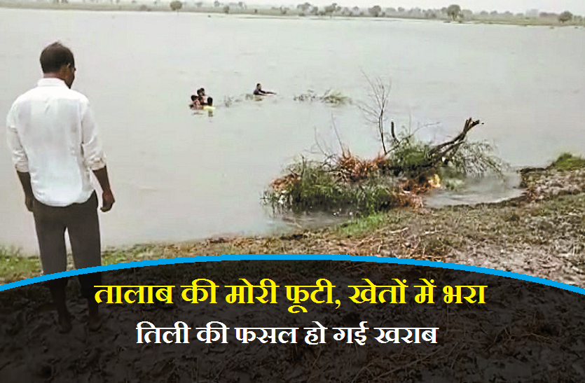 old talab boundaries broken after overflow तालाब की मोरी फूटी, खेतों में भरा पानी, तिली की फसल हो गई खराब, देखें वीडियो