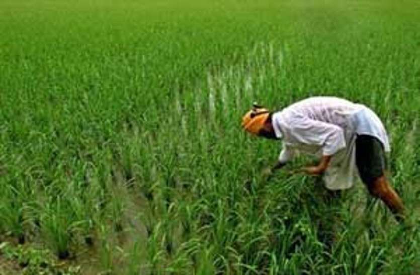 utility news किसानों के लिए खुशखबरी: इन पौधों की खेती करने वालों को मिलेगा इस नई योजना का बड़ा लाभ
