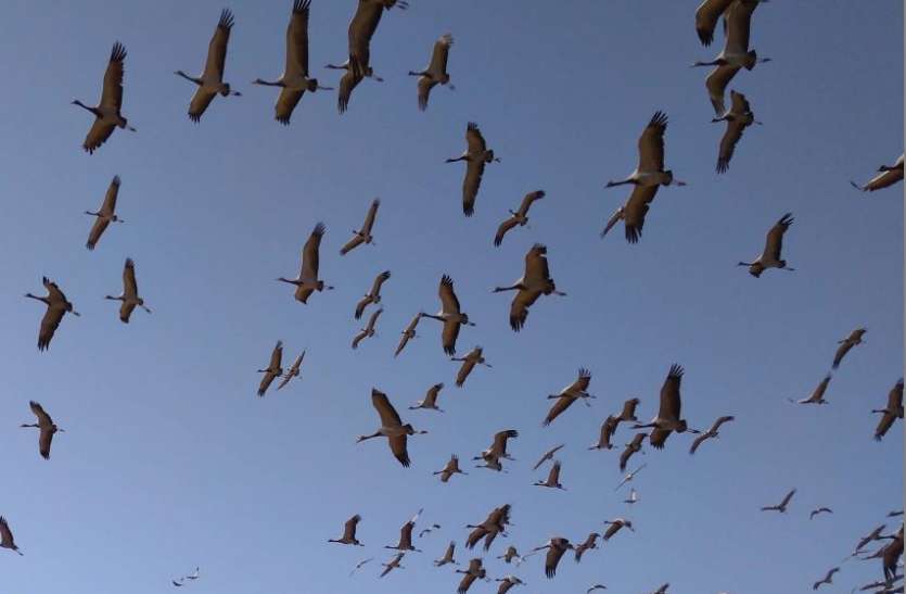 Siberian cranes in, khichan खीचन पहुंचा कुरजा का पहला जत्था