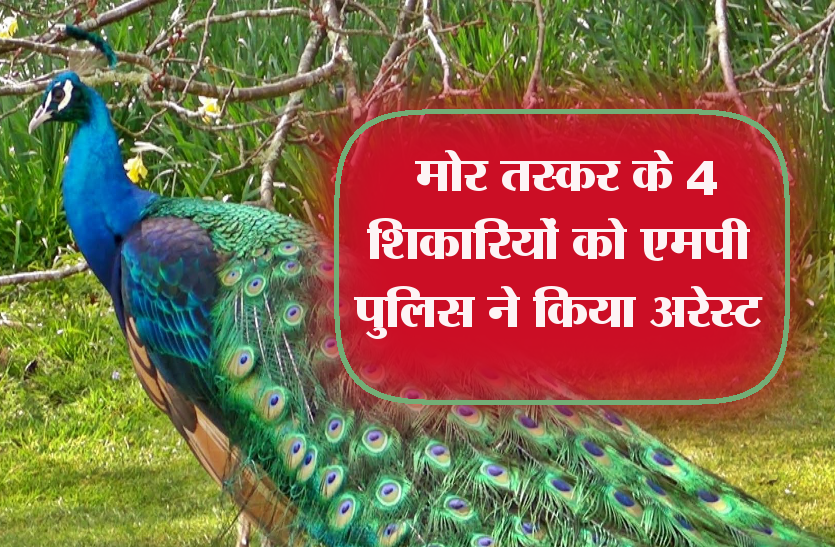 peacock killer जन्माष्टमी से पहले एमपी पुलिस की बड़ी कार्रवाई, ये 4 लोग हुए अरेस्ट
