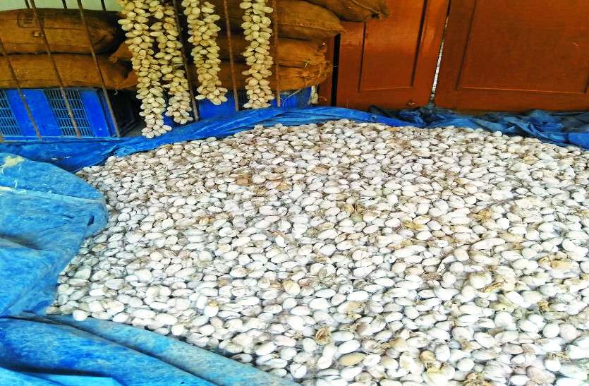 CG News बस्तर की रैली कोसा का कारोबार कर आप भी बन सकते हैं लखपति, यहां हुई 6 करोड़ की खरीदी