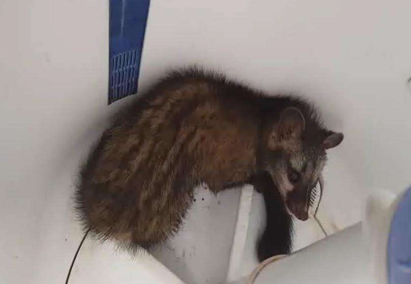 civet cat