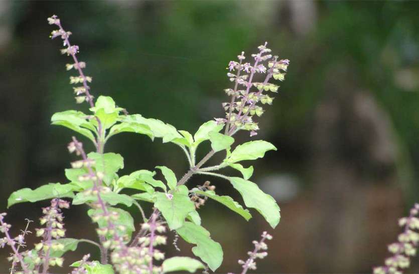 Janmashtami news
