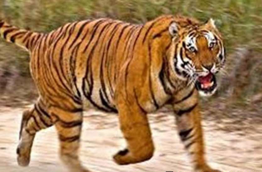 tiger टी-1 बाघिन को बचाने सुप्रीम कोर्ट में दया याचिका