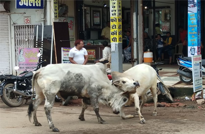 The battle of bull for half an hour on the road, the child survivors बीच सड़क पर आधा घंटे तक चलती रही सांड की लड़ाई, बाल-बाल बचे लोग