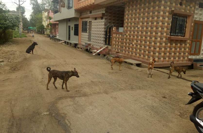 pratapgarh खुलकर बोले लोग, आवारा श्वानों की समस्या से निजात