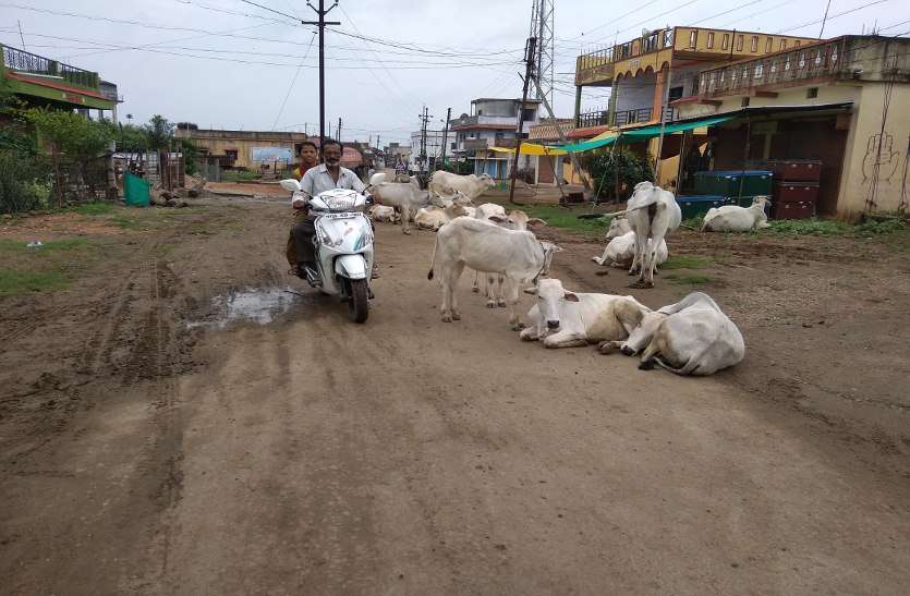 Cattle camps on the road, traffic disrupted सड़क पर मवेशियों का डेरा, आवागमन बाधित