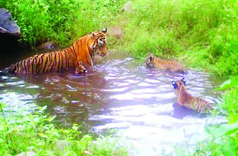 Good news: Tigress ST-12 in Sariska gave birth to three cubs खुशखबर: सरिस्का में बाघिन एसटी-12 ने तीन शावकों को जन्म दिया