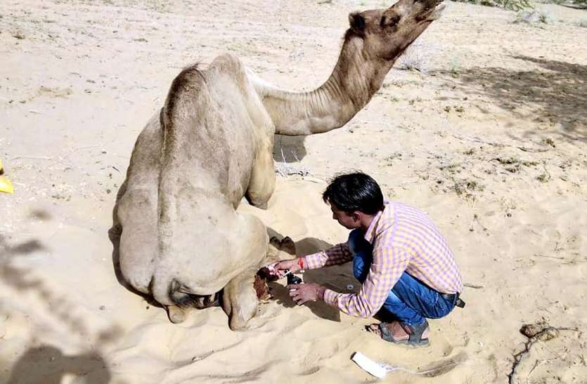 jaisalmer रेल की चपेट में आने से घायल पड़ा था ऊंट, उपचार कर भिजवाया गौशाला