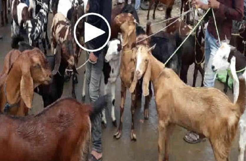 crime पशुपालक को चाकू मारकर 17 भेड़ बकरी ले भागे बदमाश