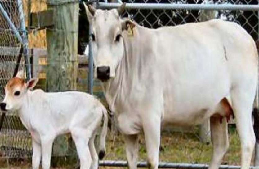 cow भारत में पहली बार टेस्ट ट्यूब बेबी को जन्म देगी गाय