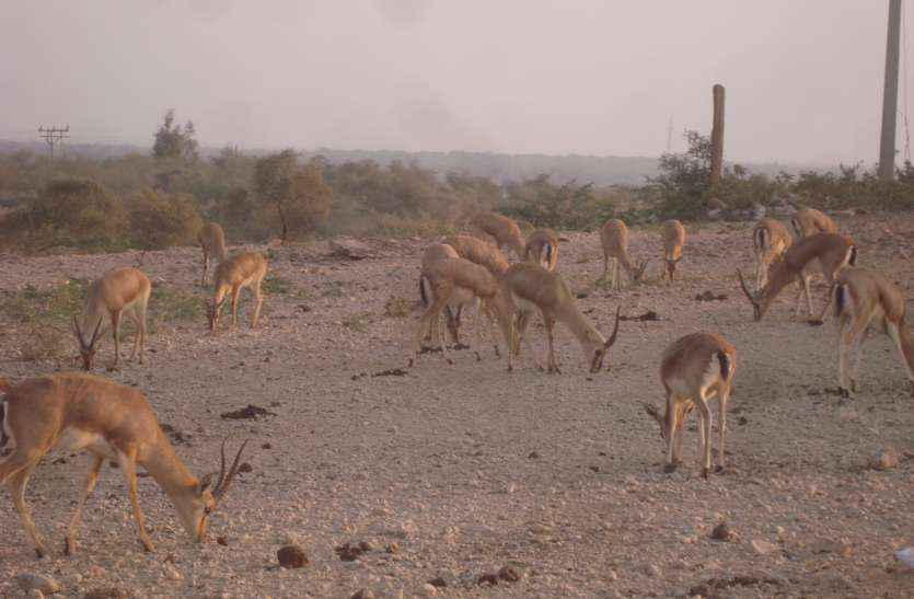 Danger on the existence of wildlife सिमटते जंगल वन्यजीवों के अस्तित्व पर खतरा