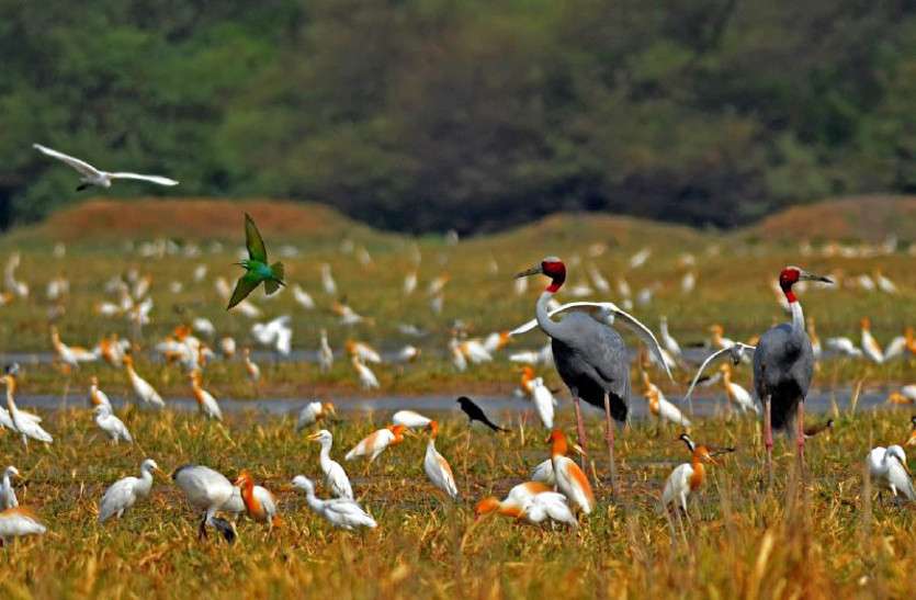 birds आखिर खुश हो गए देशी-विदेशी मेहमान