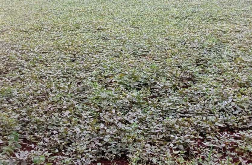 Stem fly outbreak on crop जिले में 20 से ज्यादा गांवों की 15 हजार हेक्टेयर में लगी सोयाबीन फसल पर खतरा मंडराया