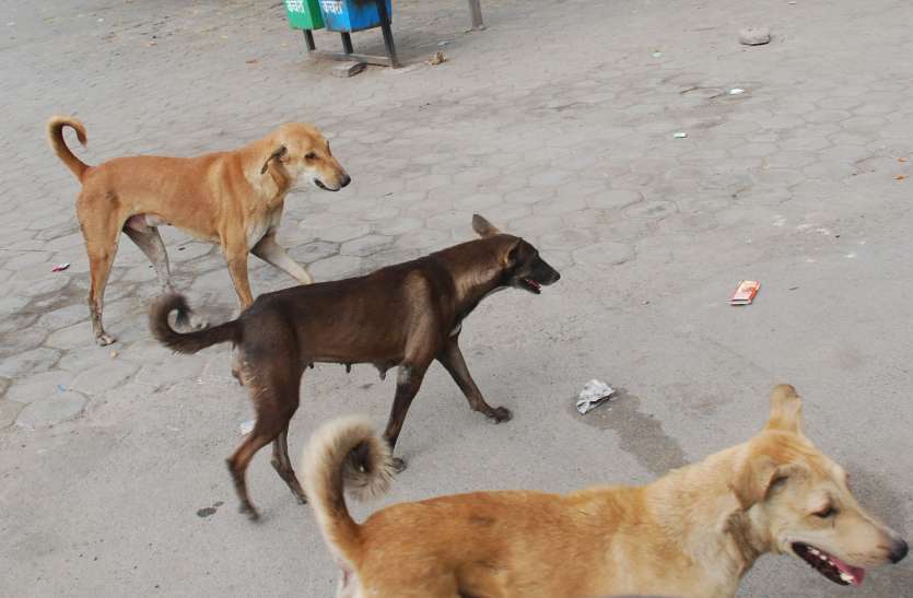 Take care not to be on the streets of the city संभल कर चलिए शहर की सडक़ों पर नहीं तो...