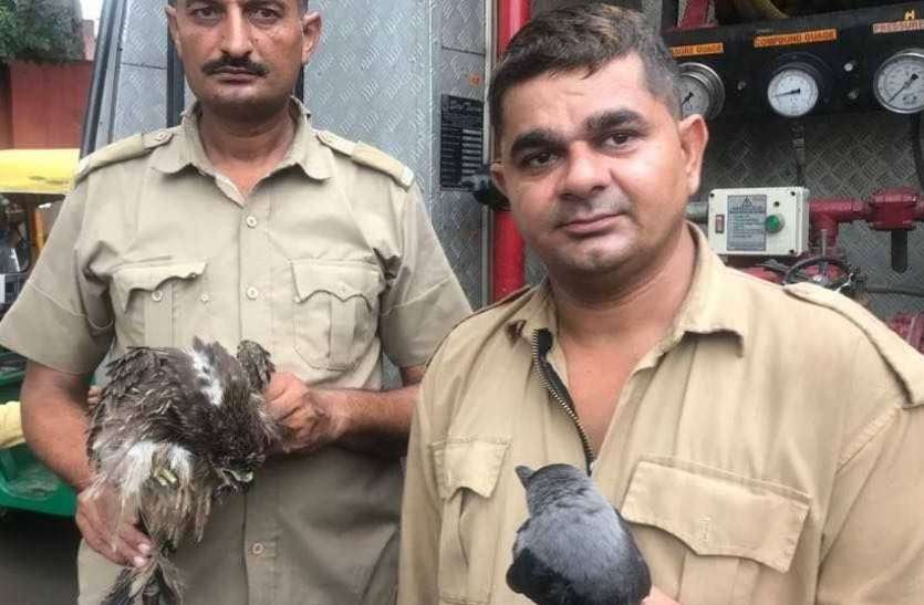 birds resqued पेड़ पर मांझे में उलझ गए थे दो पक्षी, क्रेन की मदद से दमकल कर्मियों ने उन्हें बचाया