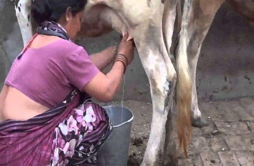 Thanela rog In Cows may cause disease पशुओं में फैल रहा यह खतरनाक रोग, आप भी संभलकर पीएं दूध, हो सकती है यह घातक बीमारी