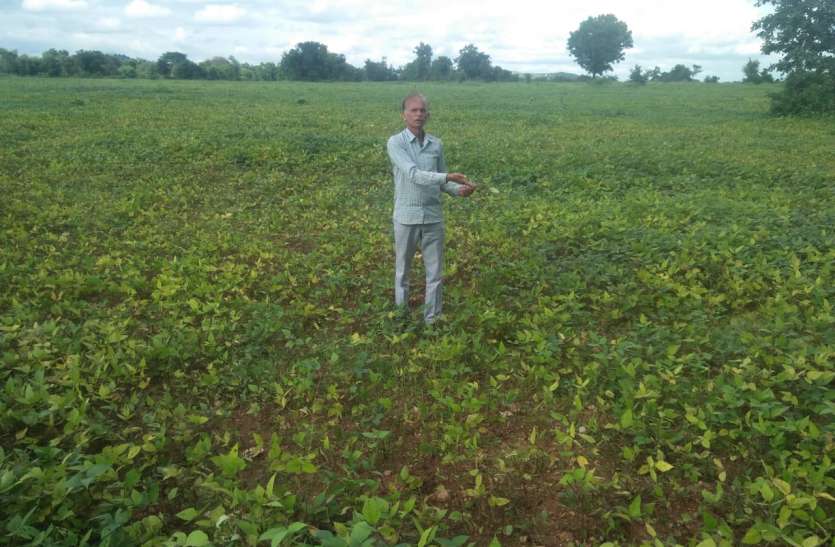 Rain loss of urad moong and spleen बारिश से उड़द,मूंग और तिली को नुकसान. लगातार हो रही बारिश से फसल हो रही बर्बाद