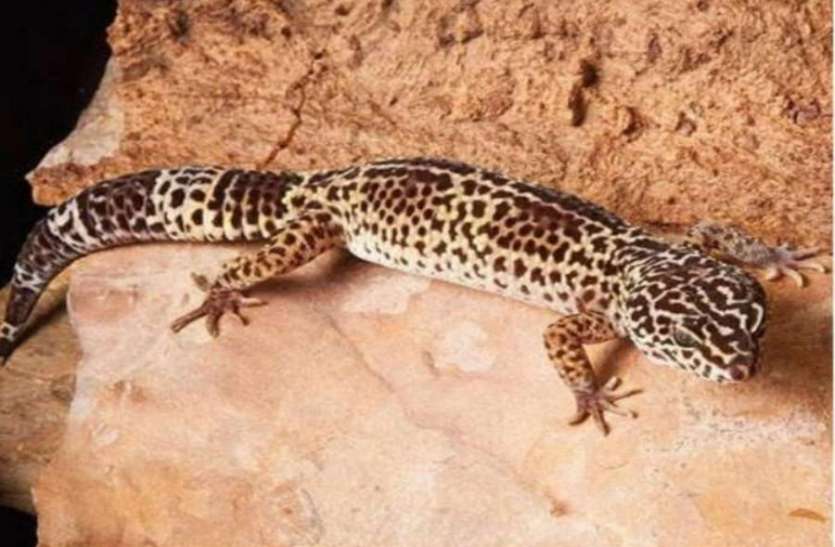 lizard 11 करोड़ की छिपकली की तस्करी करते पकड़ा गया शख्स, मर्दाना जोश बढ़ाने के साथ ही एड्स-कैंसर में आती है काम