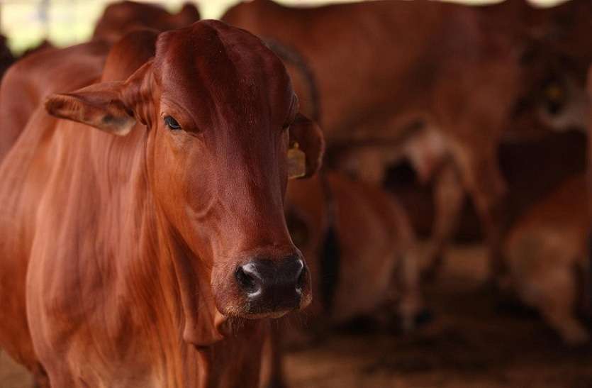 cow गोरक्षकों के ब्राह्मण किसान को पीटने का मामला, 4 गिरफ्तार, तलाश जारी