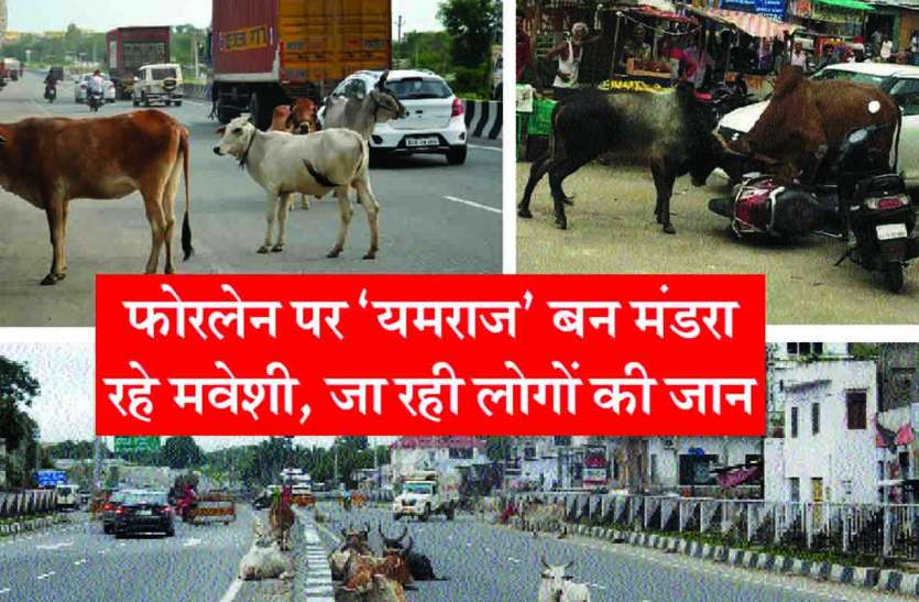 Rajsamand,Rajsamand news,Rajsamand Hindi news,rajsamand latest news,rajsamand latest hindi news,Latest News rajsamand,Latest hindi news rajsamand, फोरलेन पर ‘यमराज’ बन घूम कर रहे मवेशी, हो रहे हादसों में जा रही लोगों की जान