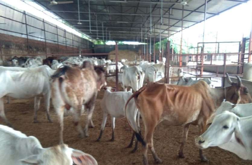फंसी गोशालाएं नियमों के फेर में फंसी गोशालाएं
