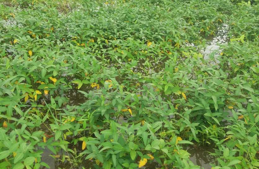 khet खेत बने तालाब, ऐसा हो रहा फसलों का हाल