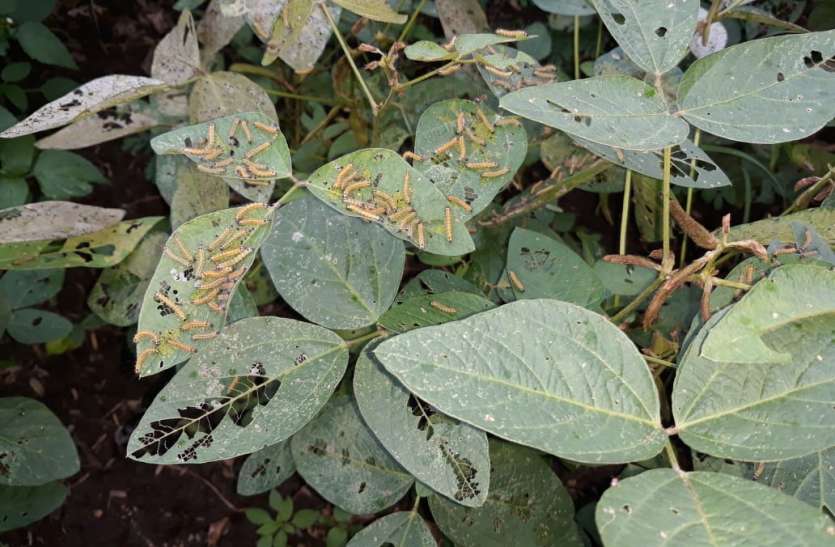 Dangers of cabbage and yellow mosaic on soybean अल्प बारिश और कम धूप से बढ़ा सोयाबीन पर इल्लियों व पीला मोजेक का खतरा