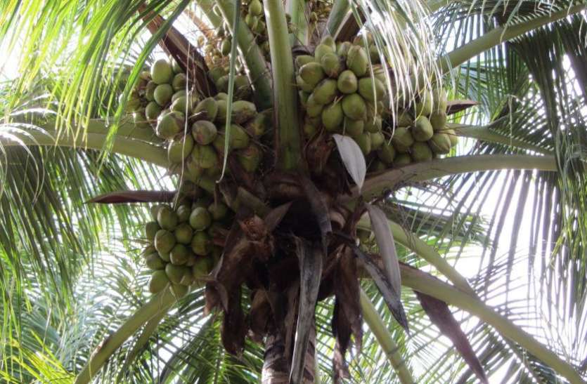 Coconut जिस नारियल को दुनिया ने बताया जहर, माेदी सरकार ने उससे चार साल में ही कर लिया अरबों रुपये की कमार्इ
