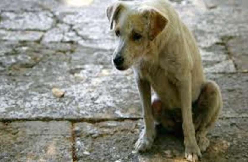 dog नशे में धुत युवक ने कुत्ते के साथ किया ऐसा खौफनाक काम, देख रहे लोगों ने फिर किया ऐसा काम