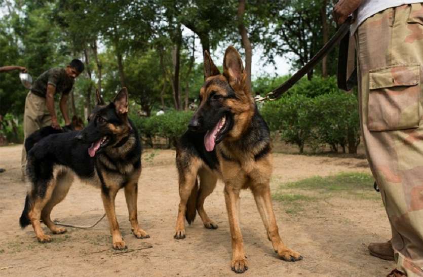 gold,police dogs,terrified,Thieves, पुलिस के खोजी कुत्तों से लुटेरों में भय -लौटा गए 16 लाख रुपए का सोना