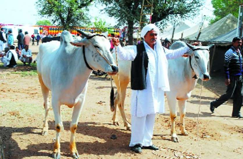 nagaur calf news in hindi नागौर : तीन साल के बछड़ों की बिक्री पर हट सकती है रोक