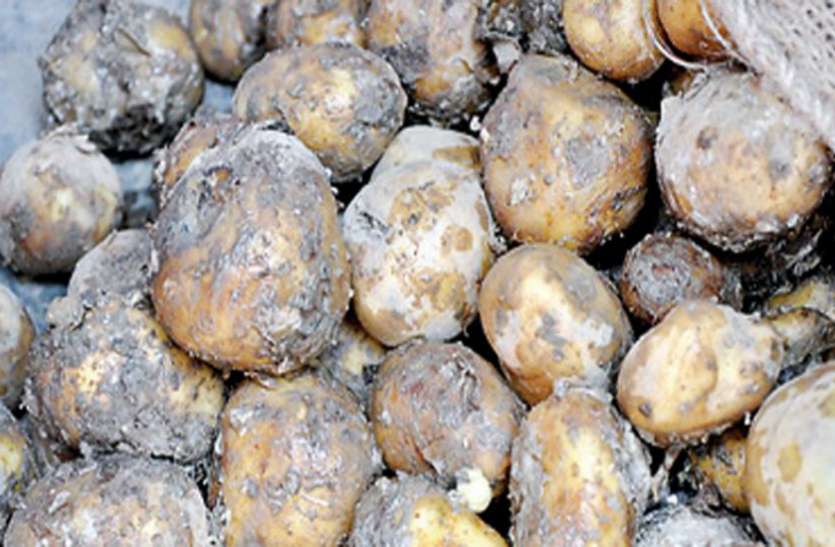 rotten potatoes अब आलू से चलेगी आपकी बाइक, कार आैर स्कूटी, सरकार बनाने जा रही है यह प्लान
