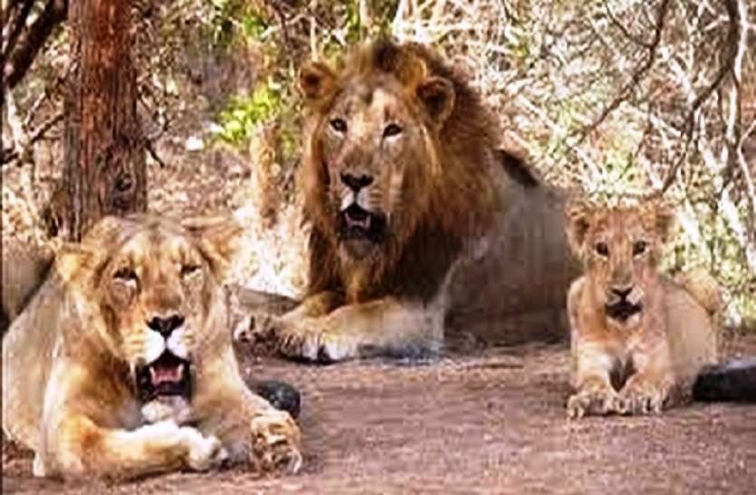 Akhilesh Yadav dream project lion safari park latest news अखिलेश यादव के ड्रीम प्रोजेक्ट पर प्रधानमंत्री की मेहरबानी