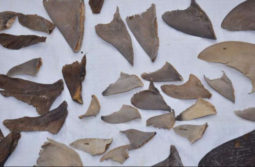 shark fin मछली के इस हिस्से का सूप पीने से फौलादी हो जाता है जिस्म! एक कटोरी सूप की कीमत 70 हजार