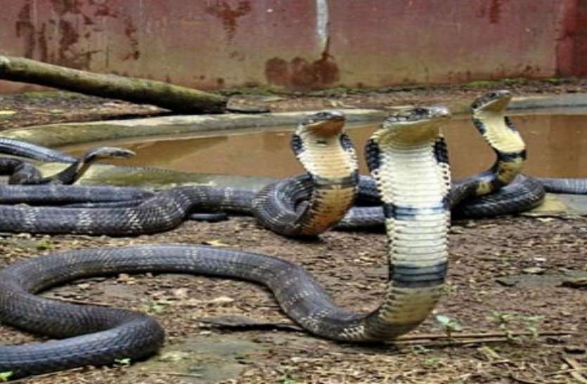 snake 17 जहरीले सांप एक घर में मिले, रेड मारने गए पुलिस के जवानों के उड़ गए होश