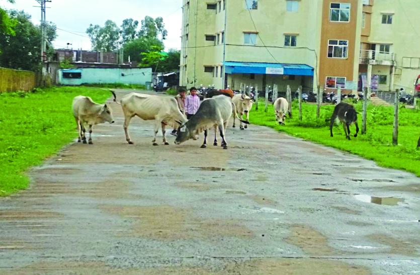 Cattle नगर निगम की अनदेखी, जोन कार्यालय में मवेशियों का आतंक