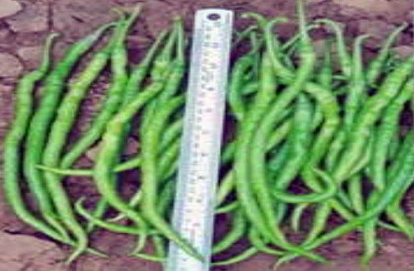 one feet tall green chilli यहां होती है एक फीट लम्बी हरी मिर्च