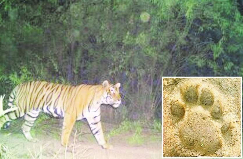 tiger आबादी क्षेत्र में बाघ ने किया शिकार, गांव के आस-पास रहता है आए दिन बाघ का मूवमेन्ट