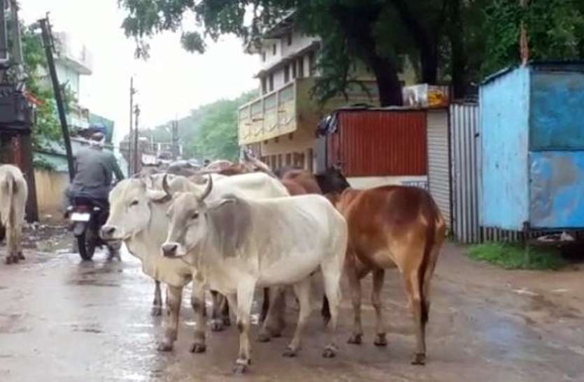 cow अब घरों के बजाय सड़कों पर दिख रही गौमाता