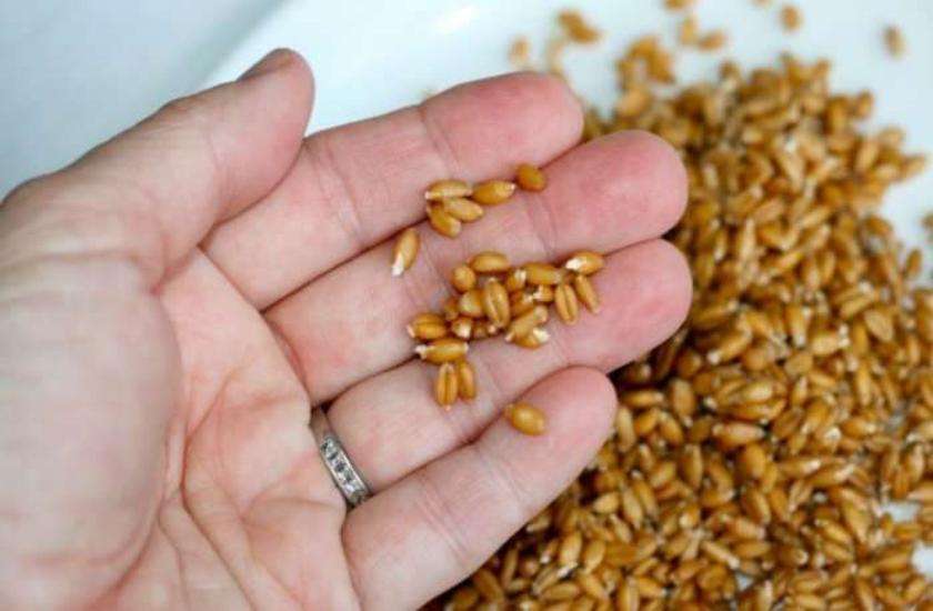Wheat