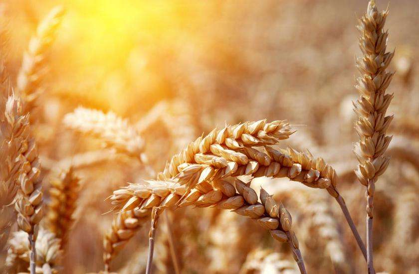 Wheat