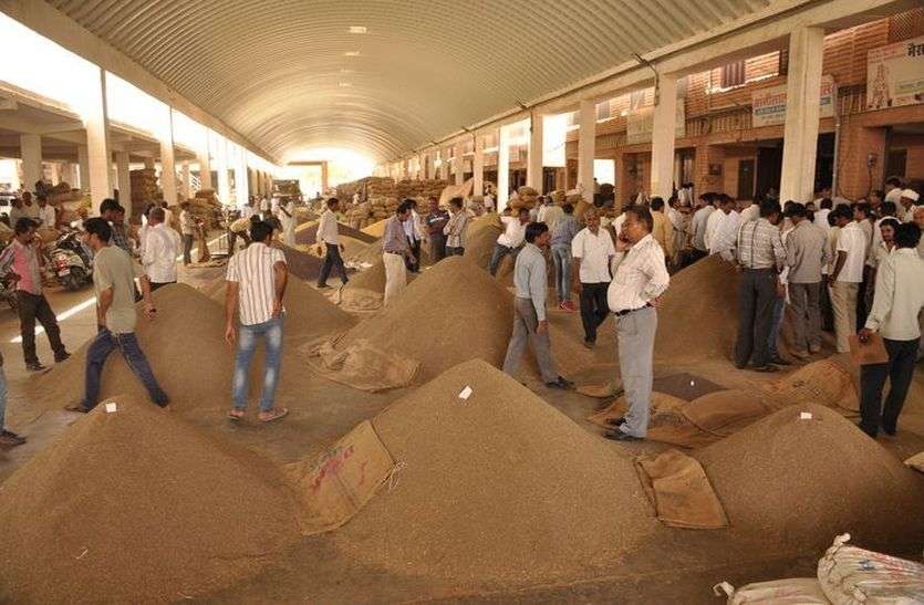 jaipur जीरे की आवक घटी, कमजोर रहेगी फसल